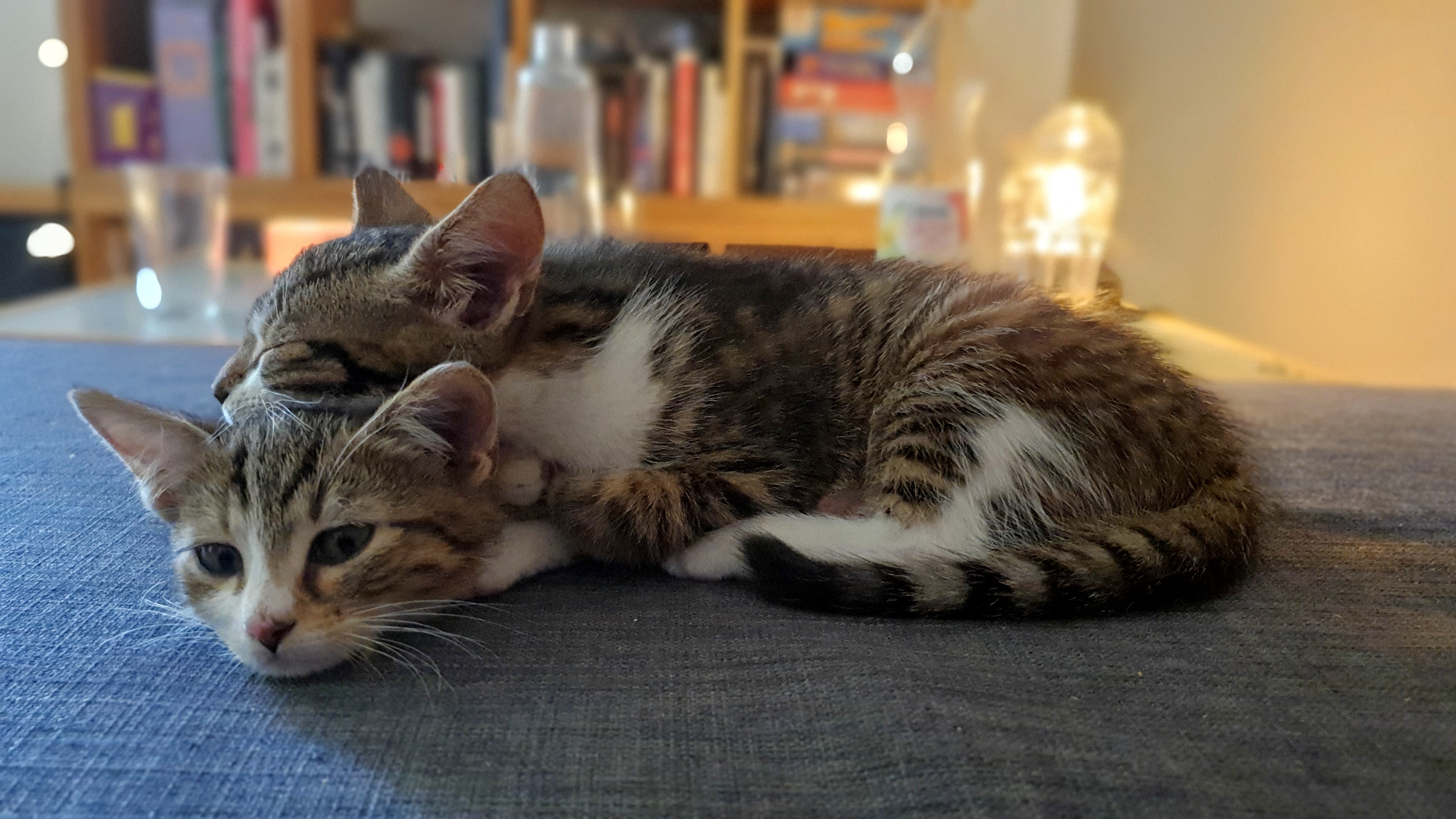 Magnus and Findus - My two cats at home