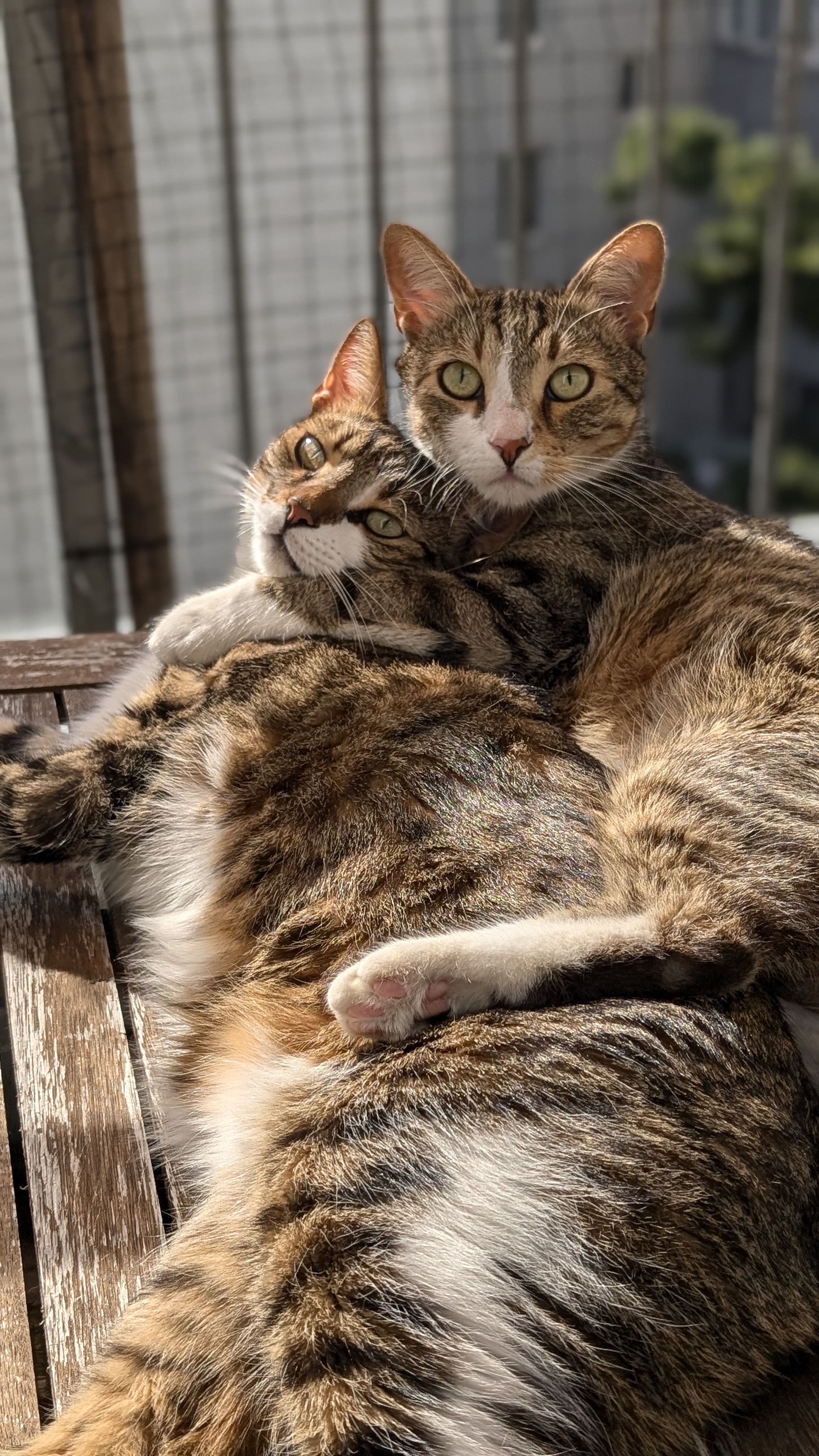 Magnus and Findus together - My beloved cats