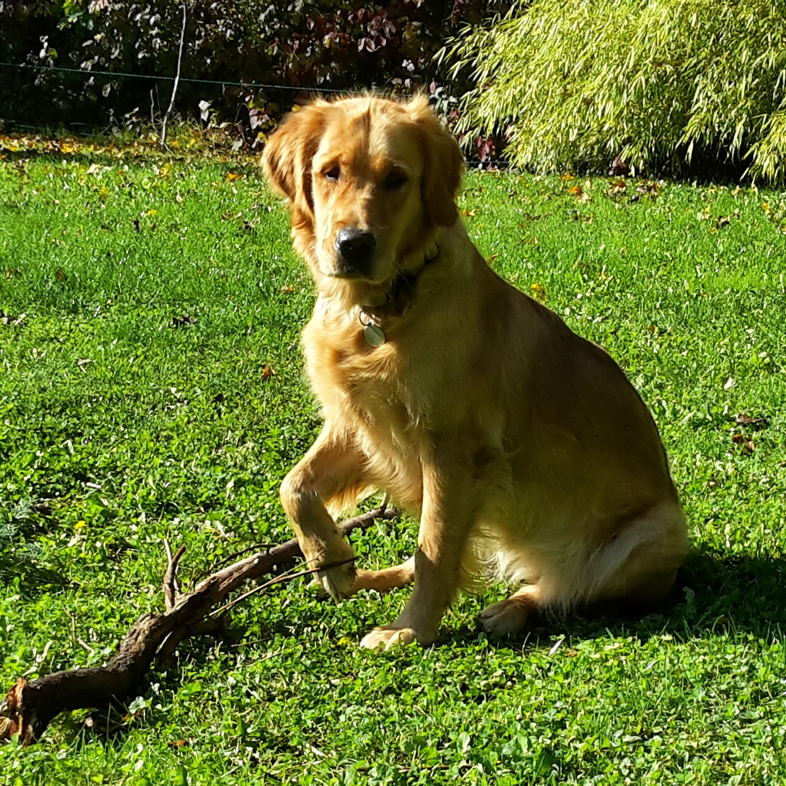 Phoebe - The lovely dog I grew up with and still care for