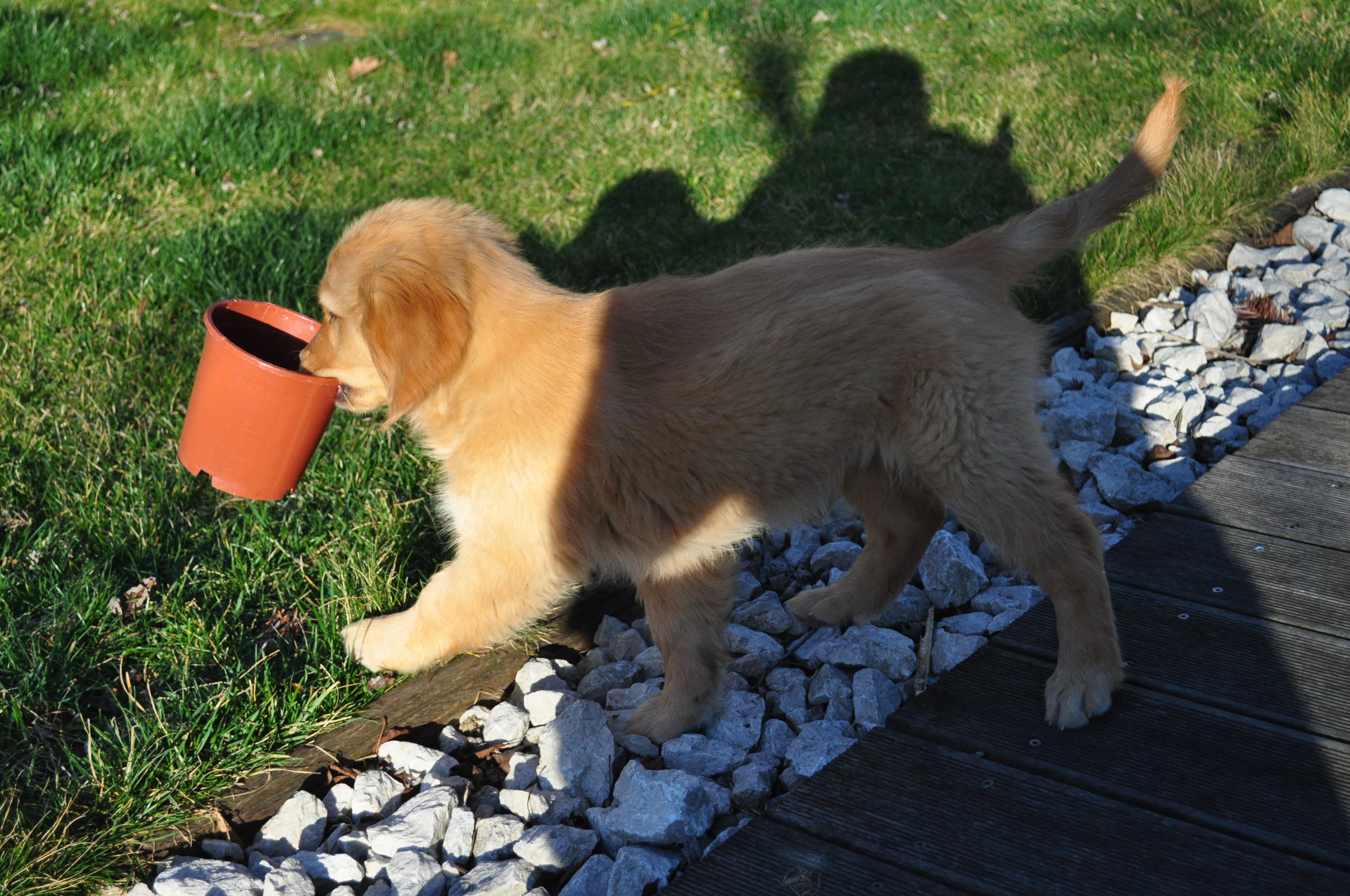 Phoebe - Beautiful dog with years of love and care